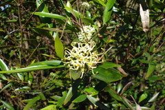 Stenocarpus salignus